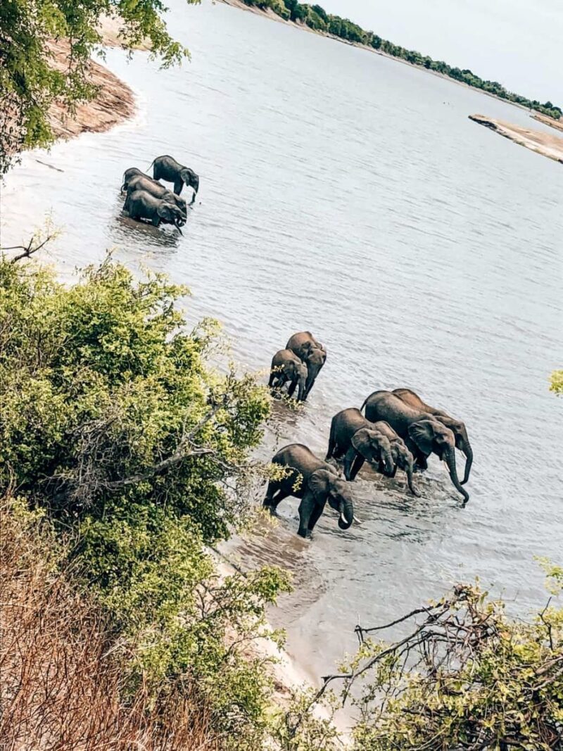 Chobe Day Trip