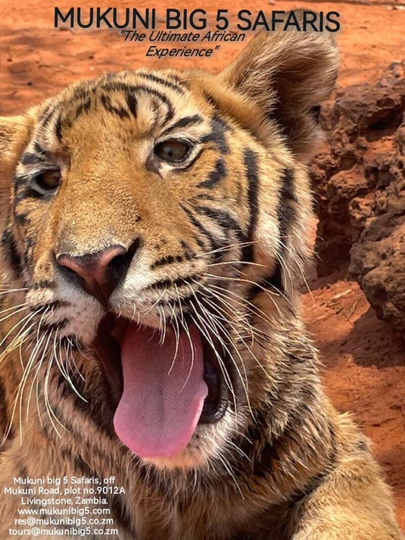 Lion and Tiger Viewing